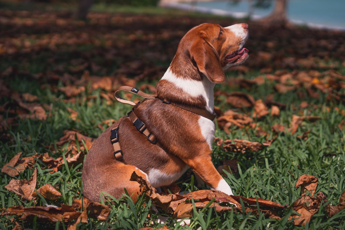 Trust Me Harness - Brown