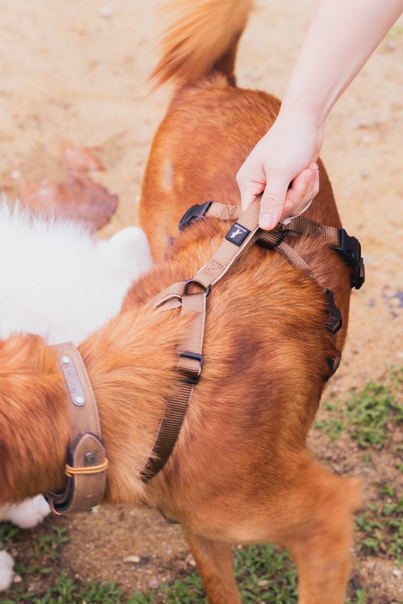 Brown Harness 2
