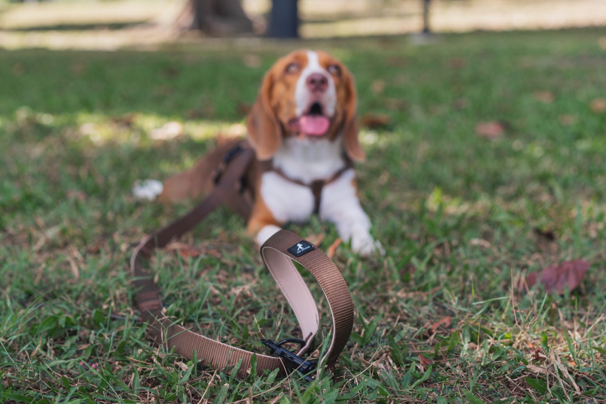 Take Me Anywhere Leash - Brown