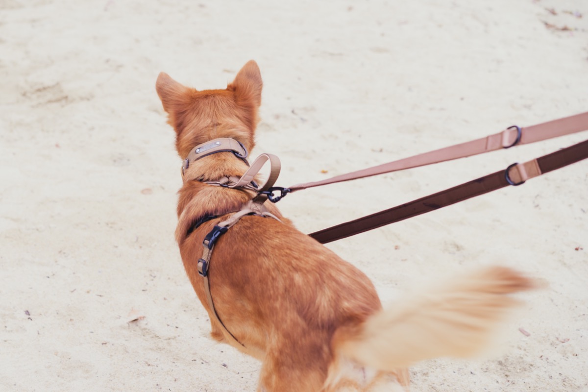 Leash 2