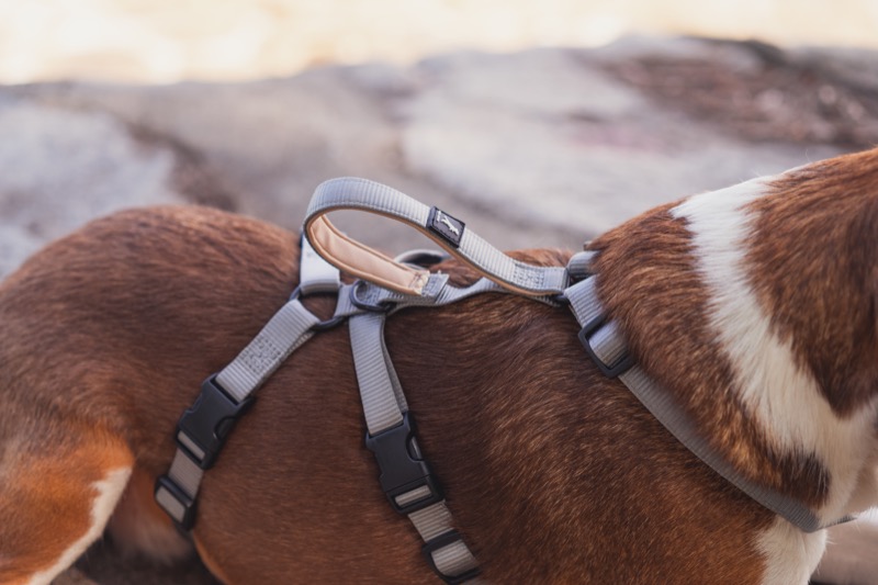 Trust Me Harness